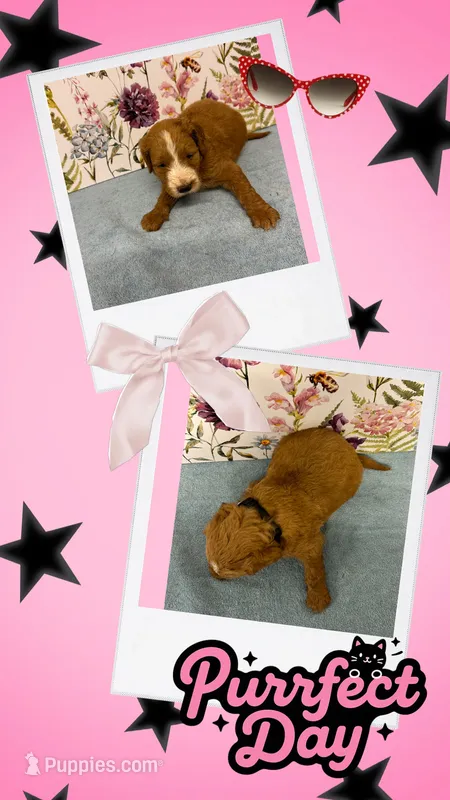 Willow’s blk collar girl – Goldendoodle puppy for sale in Ehrhardt, SC