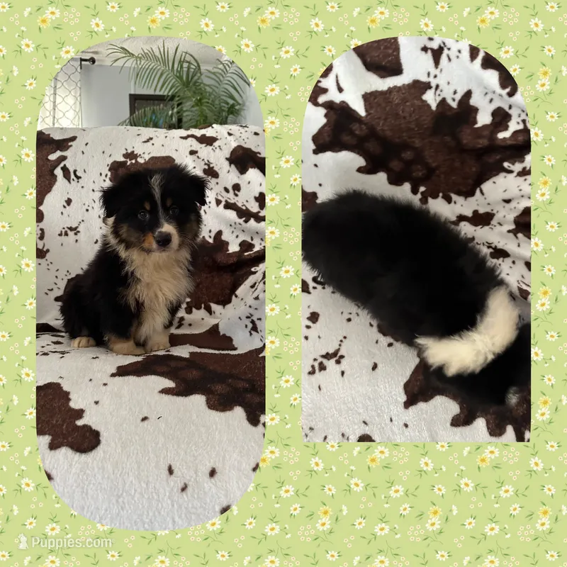 Callie’s lime green girl – Australian Shepherd puppy for sale in Ehrhardt, SC