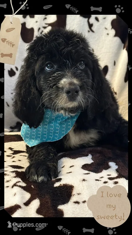 Willow’s royal blue collar boy – Goldendoodle puppy for sale in Ehrhardt, SC