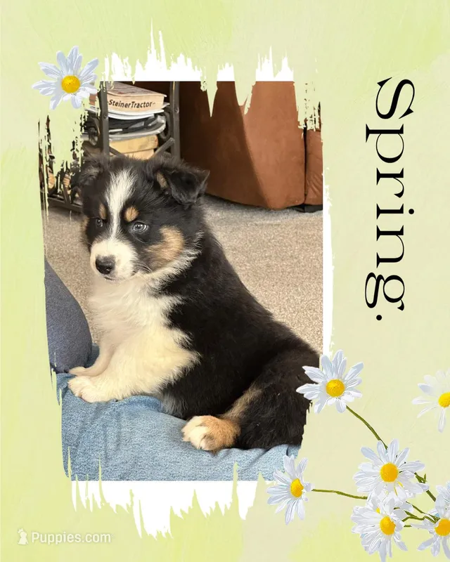 Jojos green girl – Australian Shepherd puppy for sale in Ehrhardt, SC