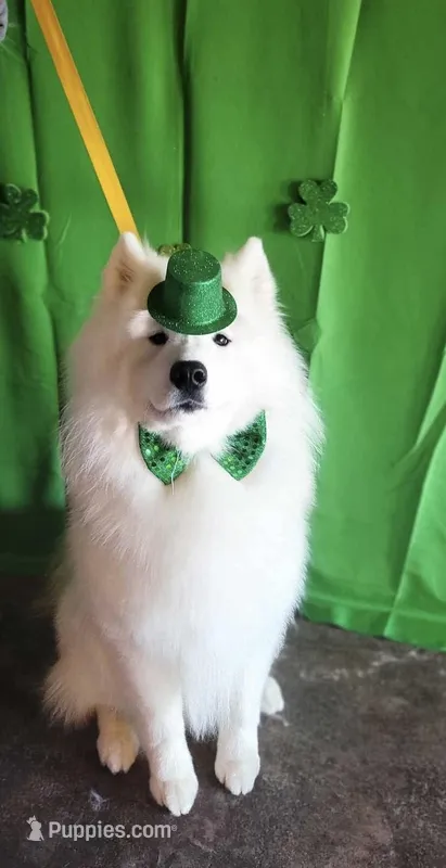 Samoyed Litter  – Samoyed puppy for sale in Argonia, KS