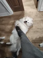 Samoyed Litter , a  Samoyed for sale in Argonia, KS – Photo 5 of 8