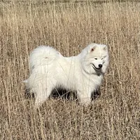 Samoyed Litter , a  Samoyed for sale in Argonia, KS – Photo 3 of 8