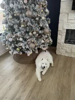 Samoyed Litter , a  Samoyed for sale in Argonia, KS – Photo 8 of 8