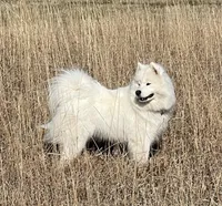 Samoyed Litter , a  Samoyed for sale in Argonia, KS – Photo 4 of 8