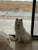 Samoyed Litter , a  Samoyed for sale in Argonia, KS – Photo 7 of 8