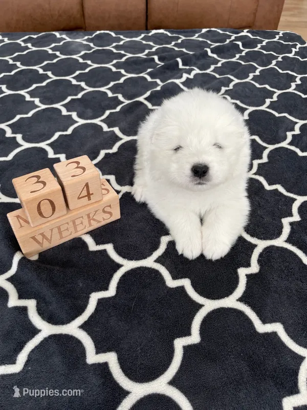 Pink Girl  – Samoyed puppy for sale in Argonia, KS
