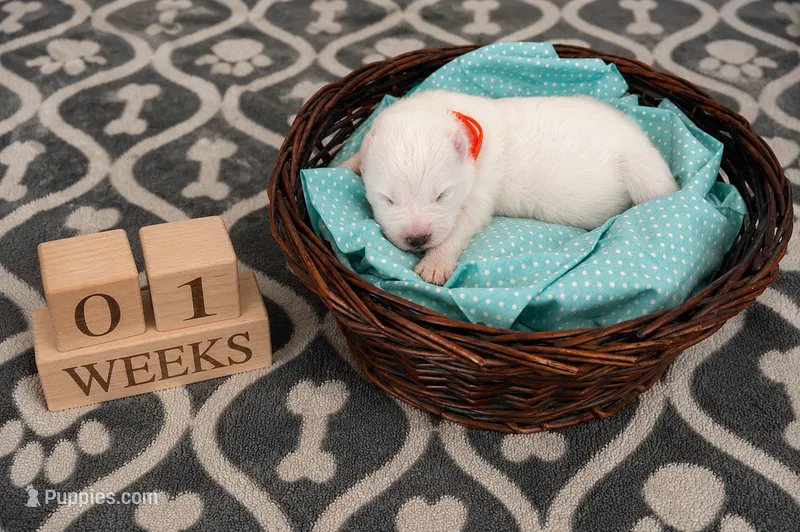 Boy Blue – Samoyed puppy for sale in Argonia, KS