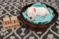 Boy Blue, a male Samoyed for sale in Argonia, KS – 1 of 6