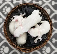 Pink Girl , a female Samoyed for sale in Argonia, KS – 4 of 8