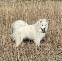 Pink Girl , a female Samoyed for sale in Argonia, KS – 7 of 8