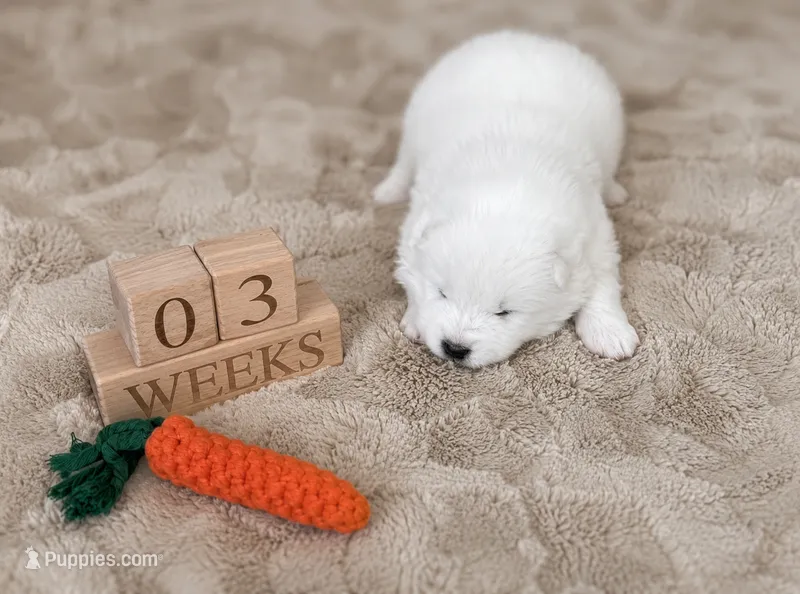 Pink Girl  – Samoyed puppy for sale in Argonia, KS