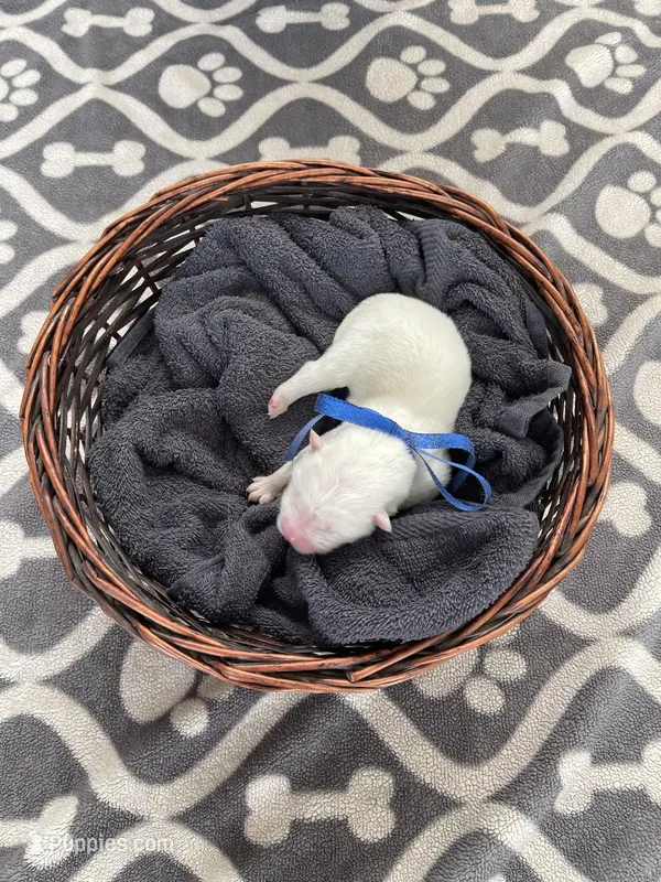 Boy Blue – Samoyed puppy for sale in Argonia, KS