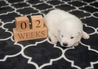 Blue Boy, a male Samoyed for sale in Argonia, KS – 5 of 10