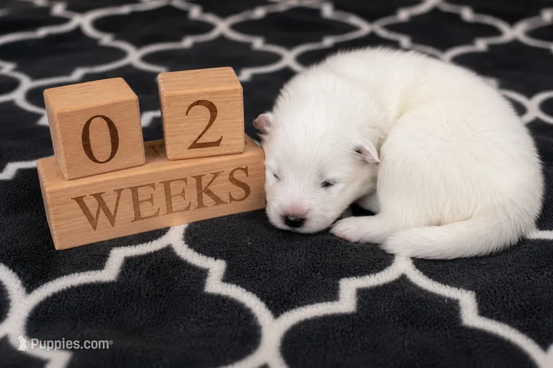 Pink Girl  – Samoyed puppy for sale in Argonia, KS