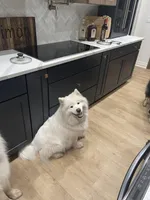 Girl Pink, a female Samoyed for sale in Argonia, KS – 6 of 6