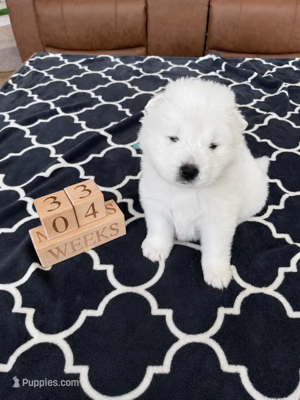 Blue Boy – Samoyed puppy for sale in Argonia, KS