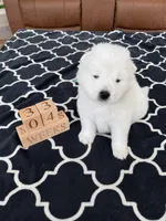 Blue Boy, a male Samoyed for sale in Argonia, KS – 1 of 10