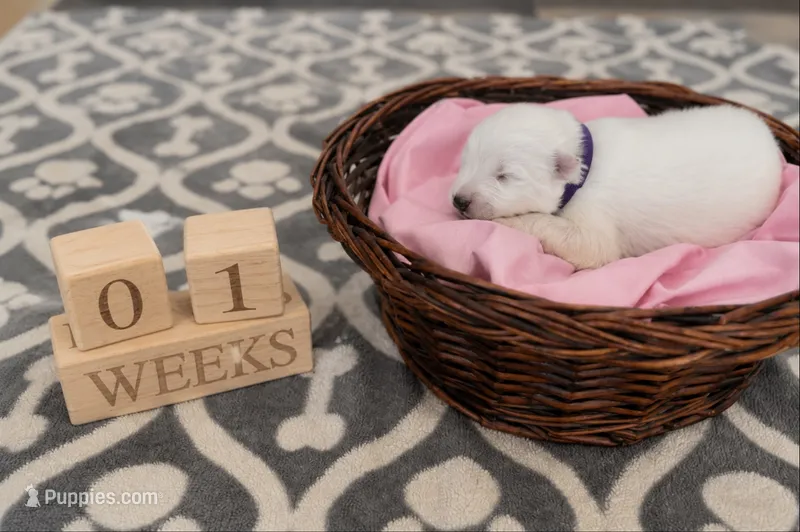 Girl Pink – Samoyed puppy for sale in Argonia, KS