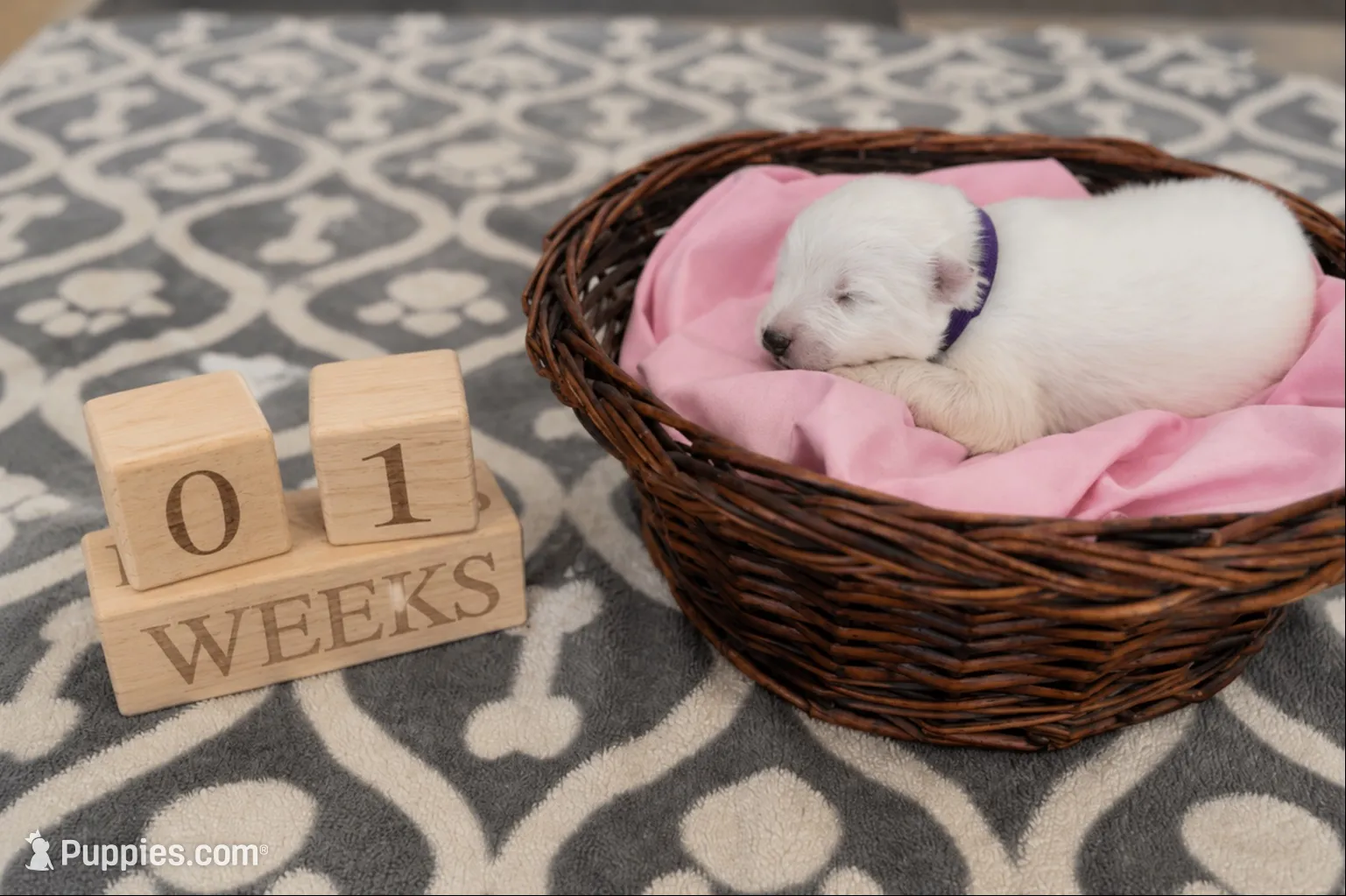Girl Pink, a female Samoyed for sale in Argonia, KS – 1 of 6