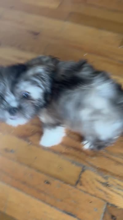 Teddy , a male Shih Tzu for sale in Eastpointe, MI – 1 of 1