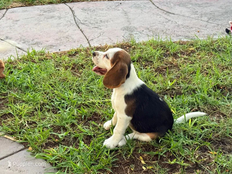 AKC  – Beagle puppy for sale in Fontana, CA