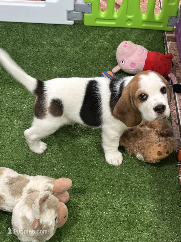 Beagle  – Beagle puppy for sale in Fontana, CA
