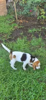Beagle , a male Beagle for sale in Fontana, CA – 3 of 4
