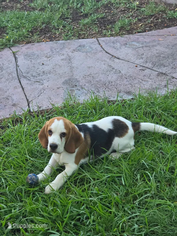 Beagle  – Beagle puppy for sale in Fontana, CA
