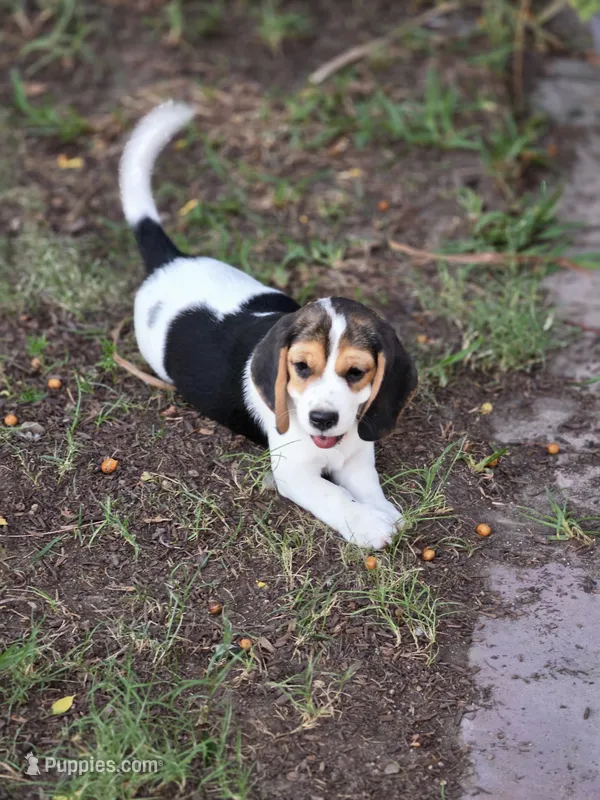 AKC beagle  – Beagle puppy for sale in Fontana, CA