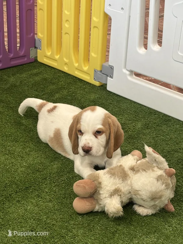 Beagle  – Beagle puppy for sale in Fontana, CA