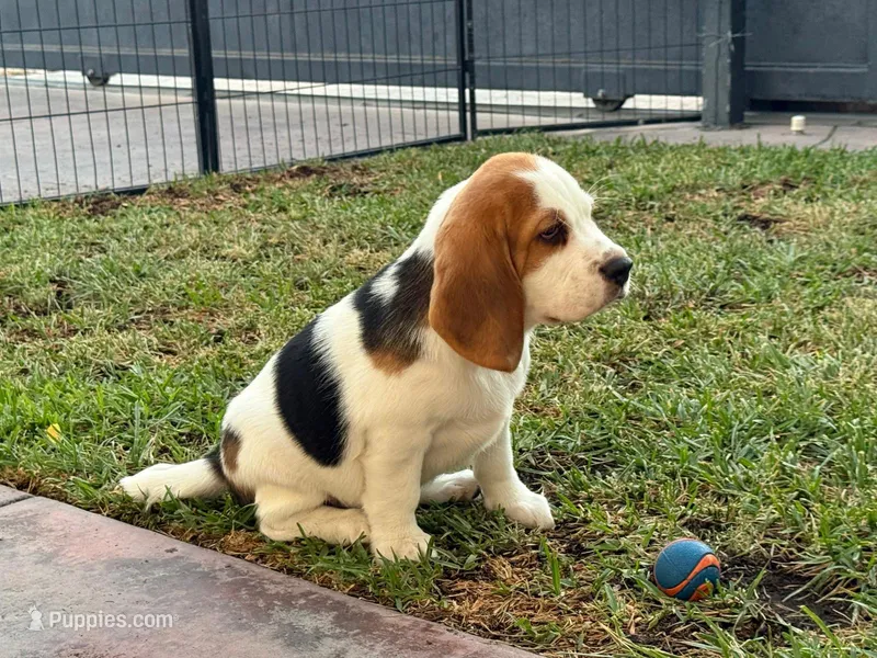 Beagle  – Beagle puppy for sale in Fontana, CA