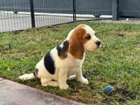 Beagle , a male Beagle for sale in Fontana, CA – 1 of 1
