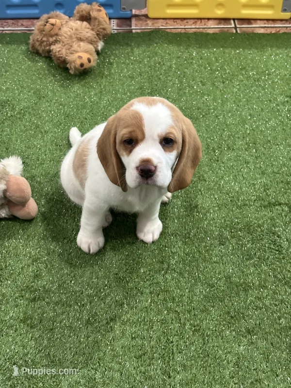 Beagle  – Beagle puppy for sale in Fontana, CA