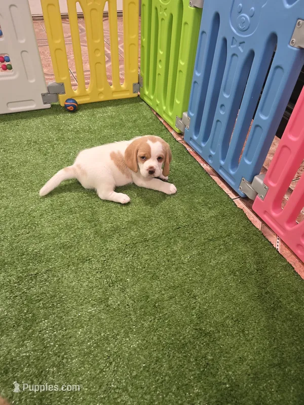 Beagle  – Beagle puppy for sale in Fontana, CA