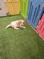 Beagle , a female Beagle for sale in Fontana, CA – 1 of 1
