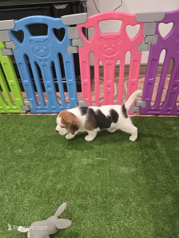 Beagle  – Beagle puppy for sale in Fontana, CA