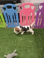 Beagle , a male Beagle for sale in Fontana, CA – 1 of 1