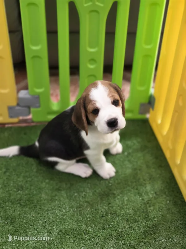 AKC  – Beagle puppy for sale in Fontana, CA