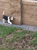 AKC , a female Beagle for sale in Fontana, CA – 2 of 3