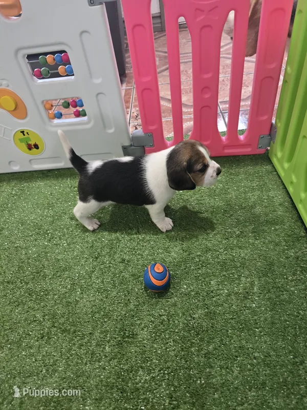 Beagle  – Beagle puppy for sale in Fontana, CA
