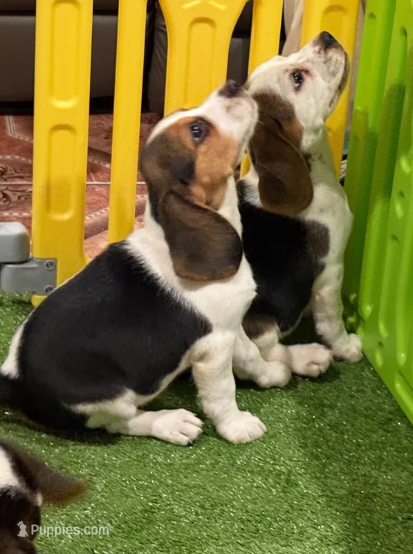 AKC beagle  – Beagle puppy for sale in Fontana, CA
