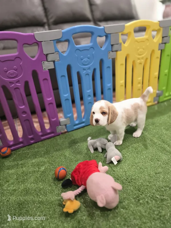 Beagle  – Beagle puppy for sale in Fontana, CA