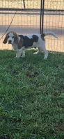 Beagle , a male Beagle for sale in Fontana, CA – 2 of 4