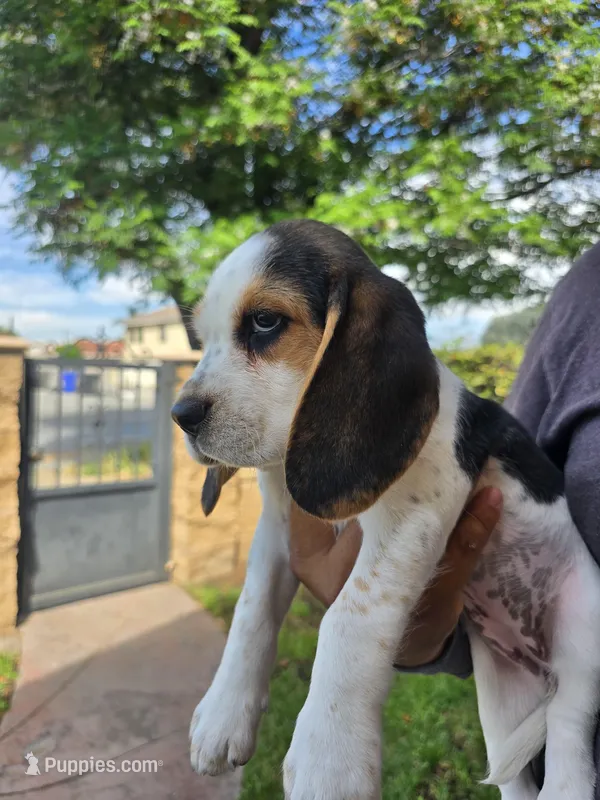 Beagle – Beagle puppy for sale in Fontana, CA