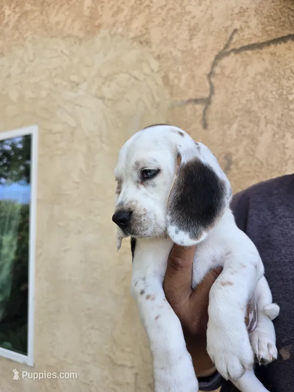 Beagle – Beagle puppy for sale in Fontana, CA