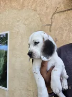 Beagle, a female Beagle for sale in Fontana, CA – Photo 1 of 2