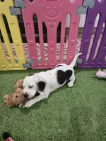 Beagle, a female Beagle for sale in Fontana, CA – Photo 2 of 2