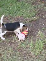 AKC , a female Beagle for sale in Fontana, CA – 3 of 3