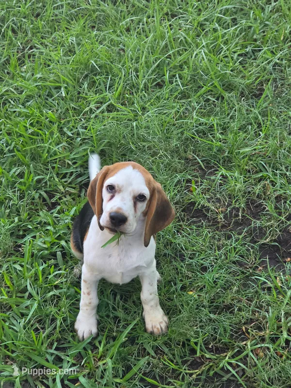 AKC  – Beagle puppy for sale in Fontana, CA